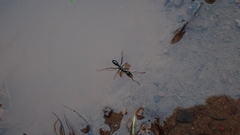 Neoponera aenescens