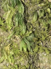 Hymenophyllum minimum