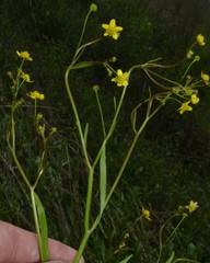 Ranunculus laxicaulis
