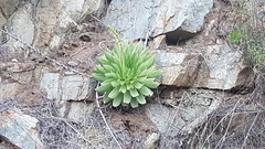 Dudleya brittonii