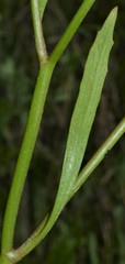 Ranunculus laxicaulis