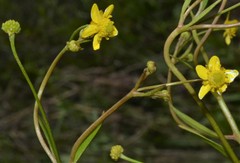 Ranunculus laxicaulis