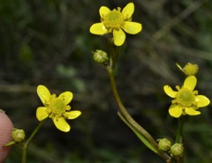 Ranunculus laxicaulis