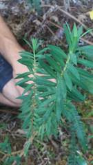 Pimelea tomentosa
