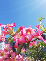 Adenium obesum