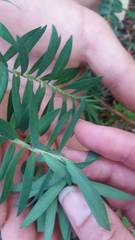 Pimelea tomentosa