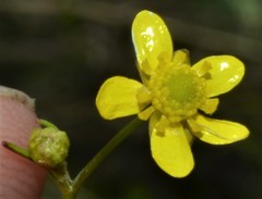 Ranunculus laxicaulis