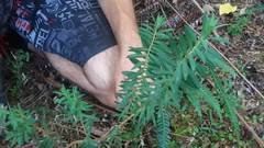 Pimelea tomentosa