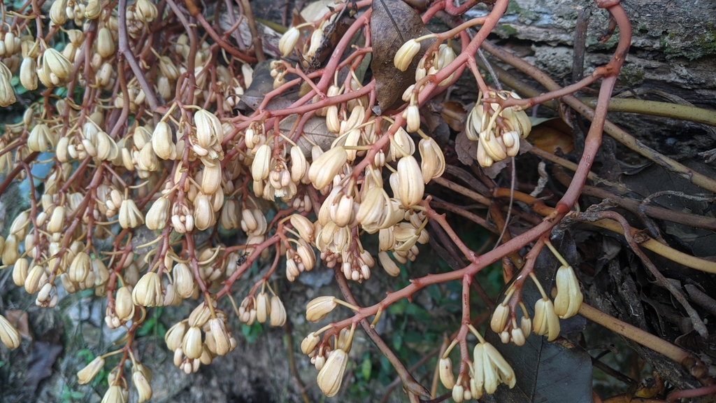 Erythrorchis altissima