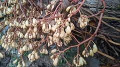 Erythrorchis altissima