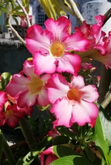 Adenium obesum