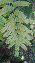 Cenostigma pluviosum