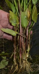 Ranunculus laxicaulis