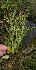 Ranunculus laxicaulis
