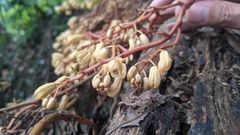 Erythrorchis altissima