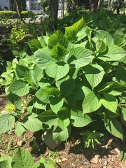 Hydrangea macrophylla