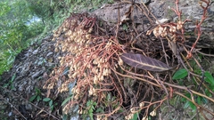 Erythrorchis altissima