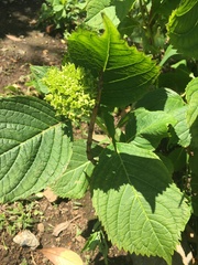 Hydrangea macrophylla