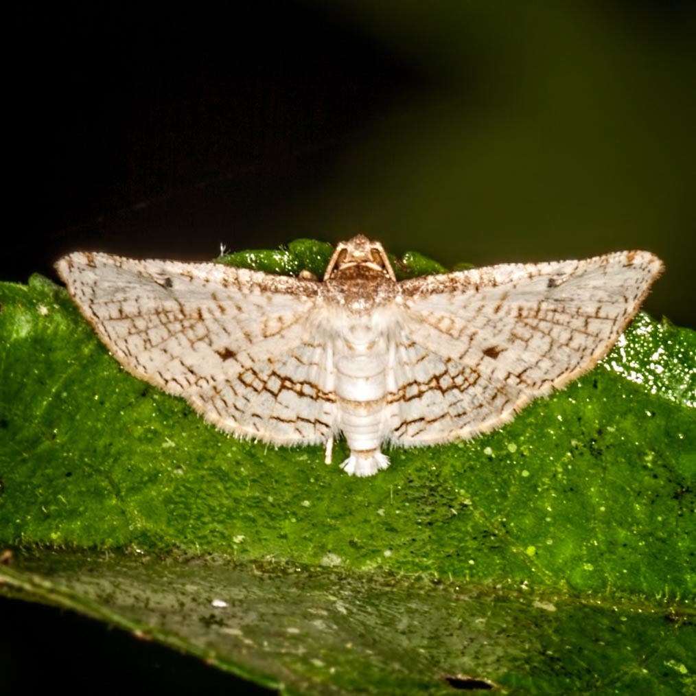 Microsca
