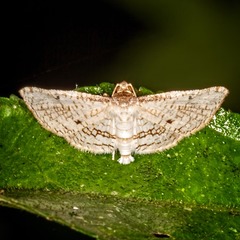 Image of Microsca paullula