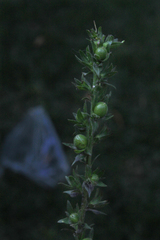 Angiospermae