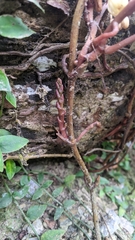 Erythrorchis altissima