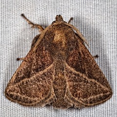 Natada fusca