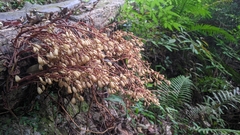 Erythrorchis altissima