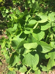 Hydrangea macrophylla