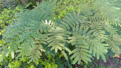 Cenostigma pluviosum