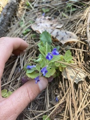Scutellaria tuberosa