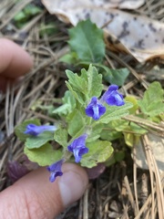 Scutellaria tuberosa