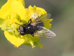 Musca tempestiva