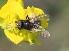 Musca tempestiva