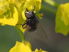 Musca tempestiva