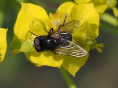 Musca tempestiva