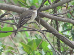 Aves