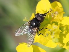 Musca tempestiva