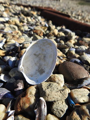 Retrotapes exalbidus