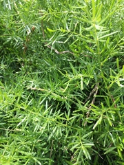 Asparagus aethiopicus