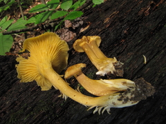 Cantharellus appalachiensis