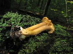 Cantharellus appalachiensis