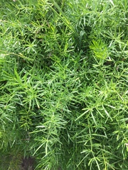 Asparagus aethiopicus
