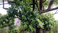 Planchonella costata