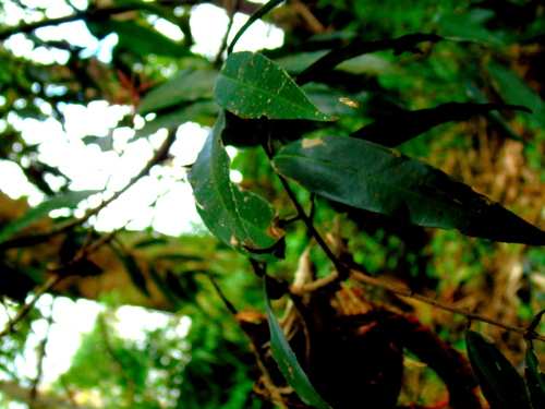 Syzygium jambos - Leaves