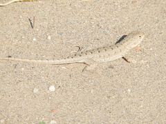 Liolaemus wiegmannii