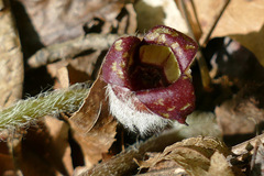Asarum canadense