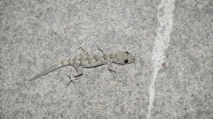 Mediodactylus danilewskii