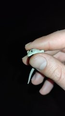 Mediodactylus danilewskii