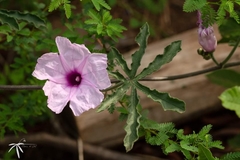 Ipomoea stuckertii